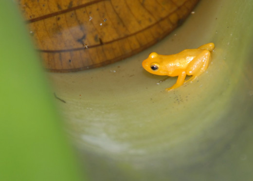 Golden singing frogs of Guyana