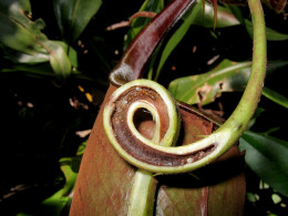 nepenthes bicalcarata에 대한 이미지 검색결과