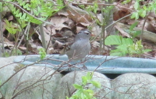 White-crowned Sparrow at the concrete bird bath.