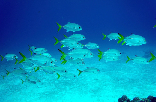 You don't need to swim far in Cozumel to see beautiful tropical fish like this school of yellow jack fish.