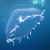 Jellyfish gently swimming during a scuba excursion in Cozumel, Mexico. Jellyfish gently swimming during a scuba excursion in Cozumel, Mexico.