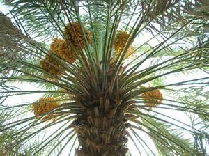 date palm