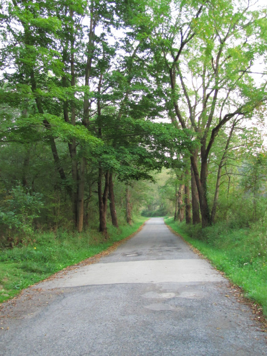 A long empty road through the wilderness.