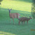 A mother and her babies behind a house in the hamlet of Binnewater. A mother and her babies behind a house in the hamlet of Binnewater.