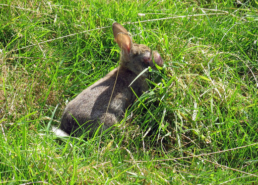 Myxomatosis causes swollen eyes and ears, leading to blindness and deafness.