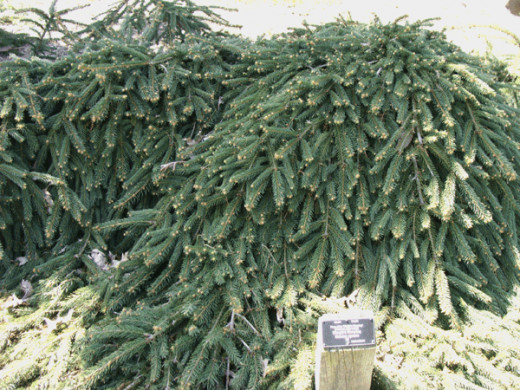 Rare evergreen shrubs © Ilona Erwin Rare evergreen shrubs
