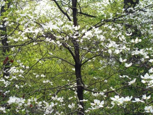 Dogwood trees bloom in spring, ornamental trees with graceful branching structure