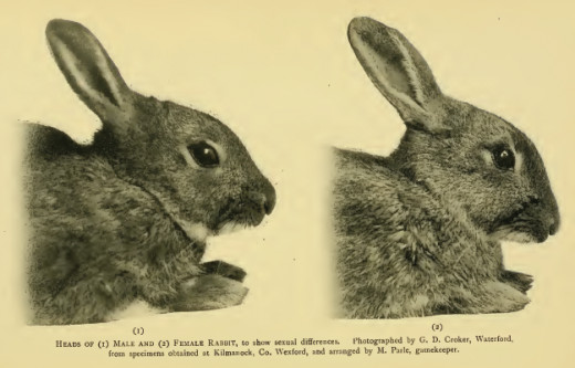 At first glance, it can be difficult to separate the two sexes, but this pictures demonstrates clear sexual dimorphism in rabbits, with the male on the left and the female on the right.