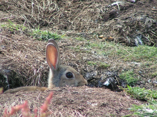 A European rabbit emerging from a burrow on the Isle of May, Scotland.