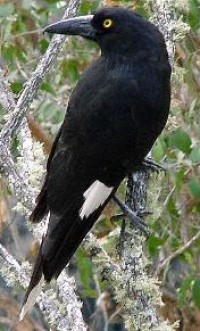 Pied Currawong 