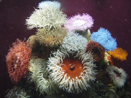 You can tell students that a sea anemone will close up when it gets touched, but students who experience it will have a deeper understanding of this amazing creature.