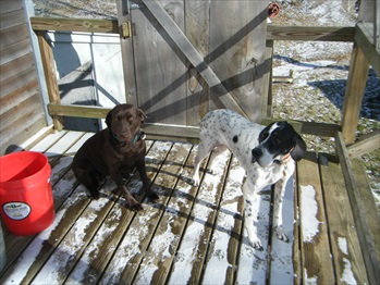 Tazzy and Licorice