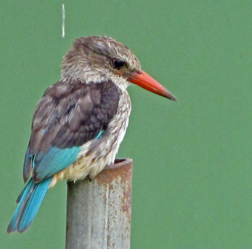 Brown-hooded Kingfisher 