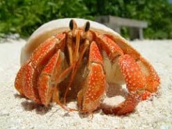 Hermit Crabs for Pets