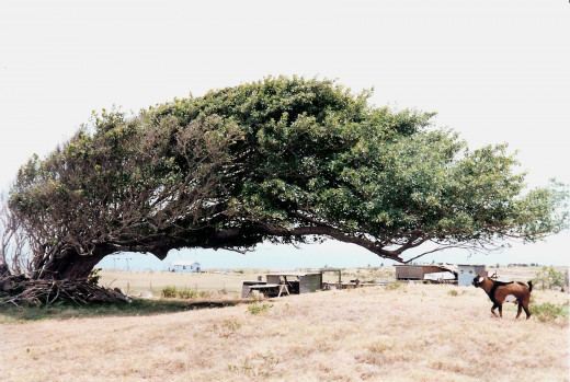 This windswept tree was subjected to harsh winds all its life and managed to flourish.
