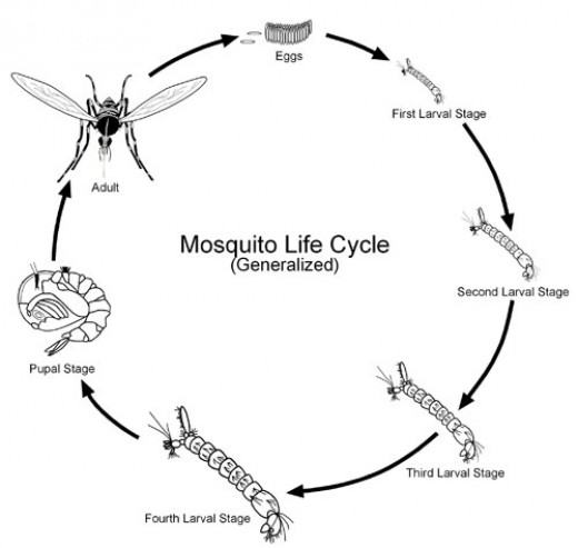 Mosquito's Gotta Go! Natural Remedies to Get Rid of Mosquitoes | hubpages