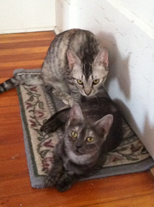 new kittens 2012