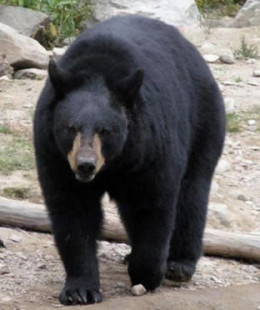 Lake Tahoe's Battle With Black Bears