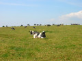 A Smart Cow Story II