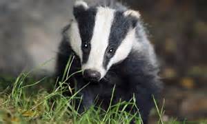 The British government has refused to publish risk assessments of danger to the public during England's imminent night-time badger shoots
