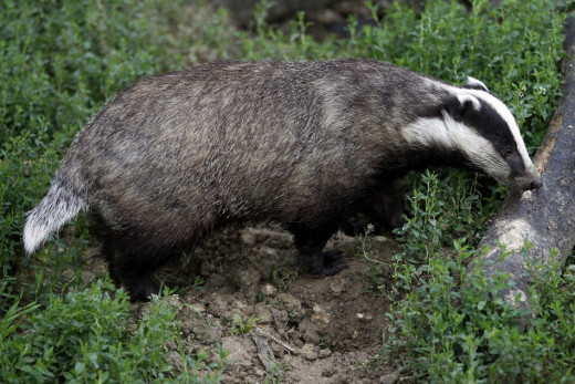 Campaigners against a planned badger cull have received mixed news after environment secretary Owen Paterson confirmed the cull would continue from summer 2013