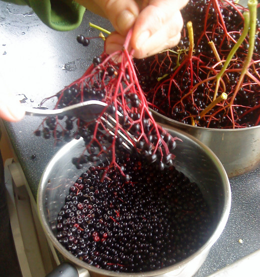 Using a fork to get the elderberries off the sprig.
