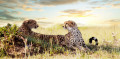 Cheetahs 101: What Do Cheetahs Eat?