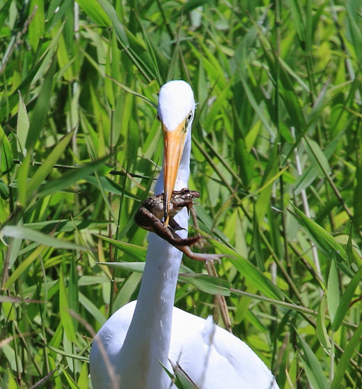 The Great Egret with a frog