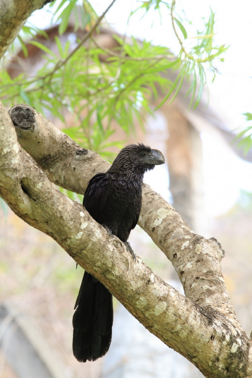 Smoothed Billed  Ani