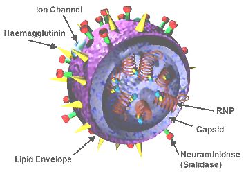 Schematic of the flu virus, where both Hemagglutinin and Neuraminidase are on the surface of the virus. Source: Wikimedia Commons, California Department of Health Services, Public Domain. 