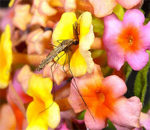 A male Anopheles gambiae mosquito feeding on nectar