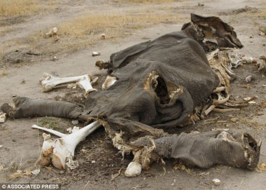 This elephant was killed by cyanide at a game reserve in Zimbabwe, South Africa