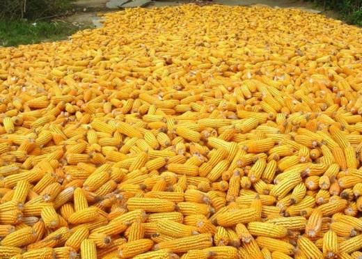 A corn heap at the harvest site, India