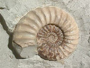 The discovery of fossilised ancient creatures such as this ammonite seriously undermined the teachings of the Bible regarding the age of the Earth and the way it was created.