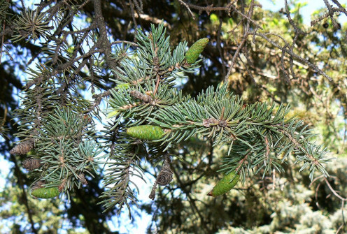 Colorado Blue Spruce.