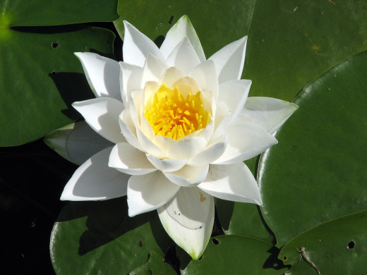 Bangladesh White Water Lilly - National Flower of Bangladesh