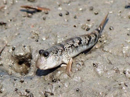 Although it is a fish the mudskipper can survive out of water.