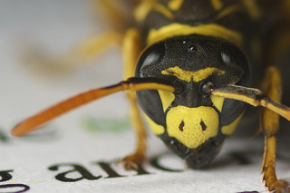 Editing Wasp 2 by Nick Harris1