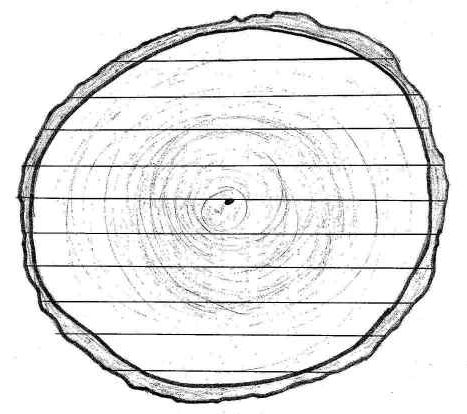Planks cut from the center of a log are wider than those cut from the sides 