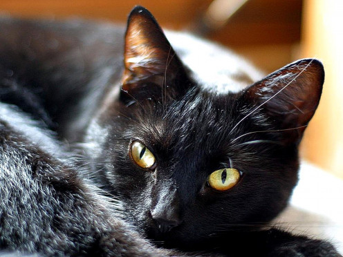 Give your cat the food he prefers