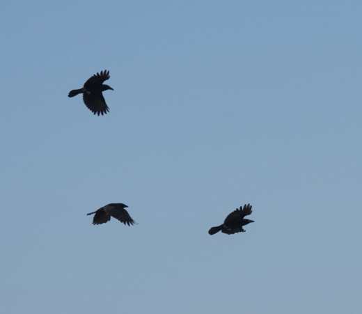 Juvenile American Crows
