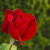Mr. Lincoln Rose Mr. Lincoln Rose