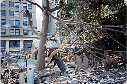 The Fallen Sycamore of 9/11