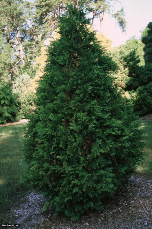 The northern white cedar is an evergreen with unique foliage and will grow in sun or shade.
