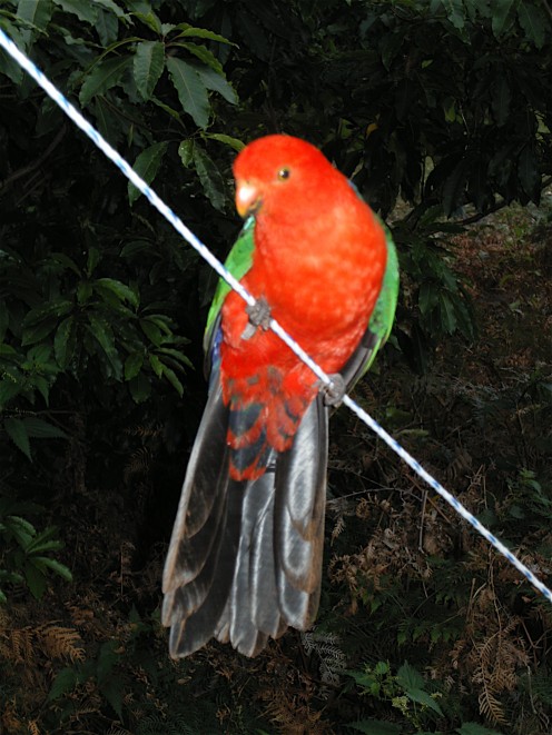King Parrot on a guy rope, Pebbly beach 
