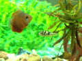 Popular Home Aquarium Fish: Gourami