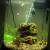 Heater, airstone, plants, and rock work all are good ideas for tanks with gouramis