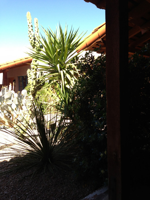 In Tucson, seeing friends in the early Spring 2013.