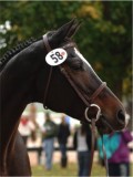 Domestication of the Horse in Eurasia