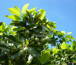 Tamanu tree